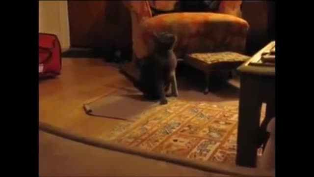 Learn how to Train your cat by using funny tricks