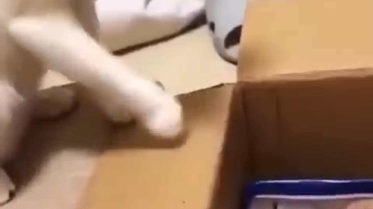 cat funy video