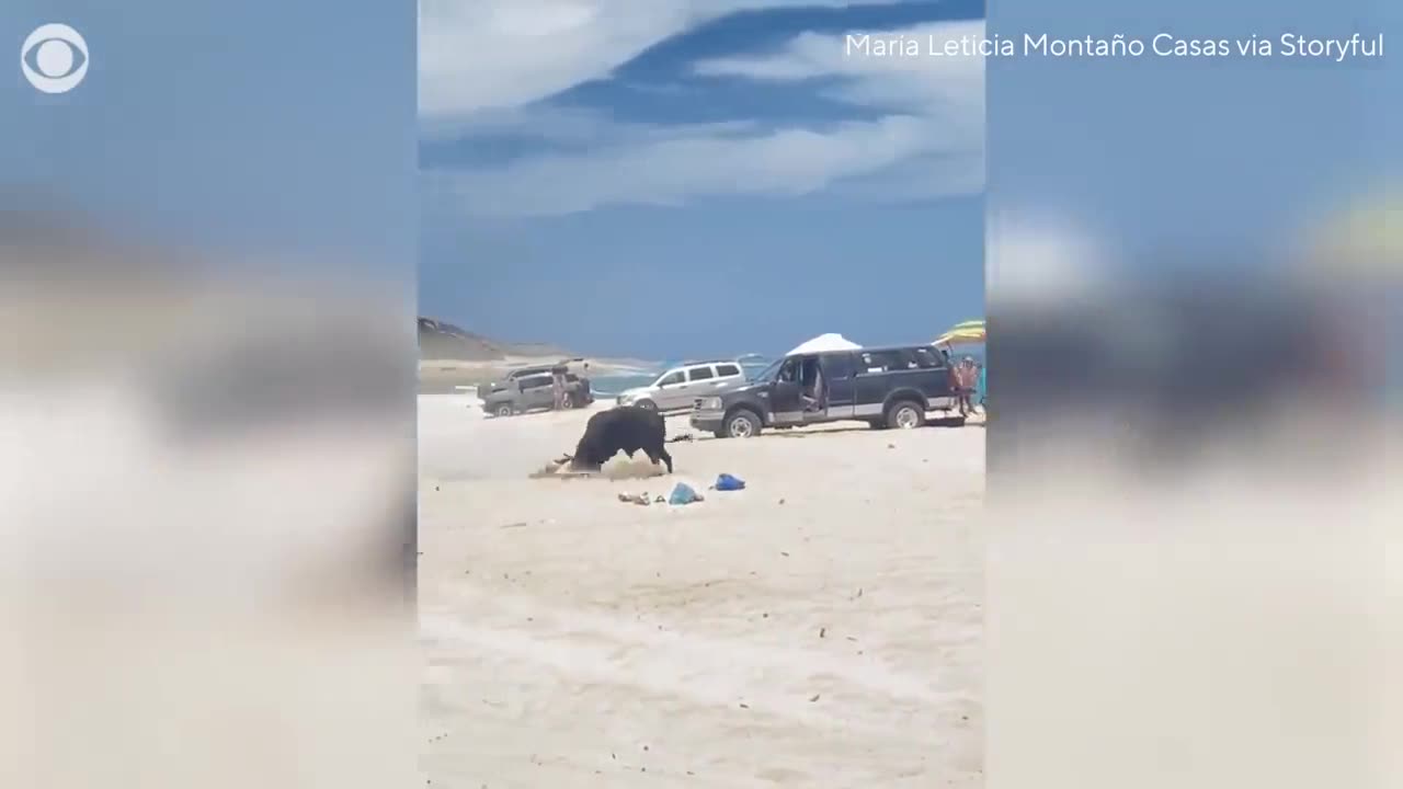 Woman attacked by bull on Mexico beach after ignoring warnings