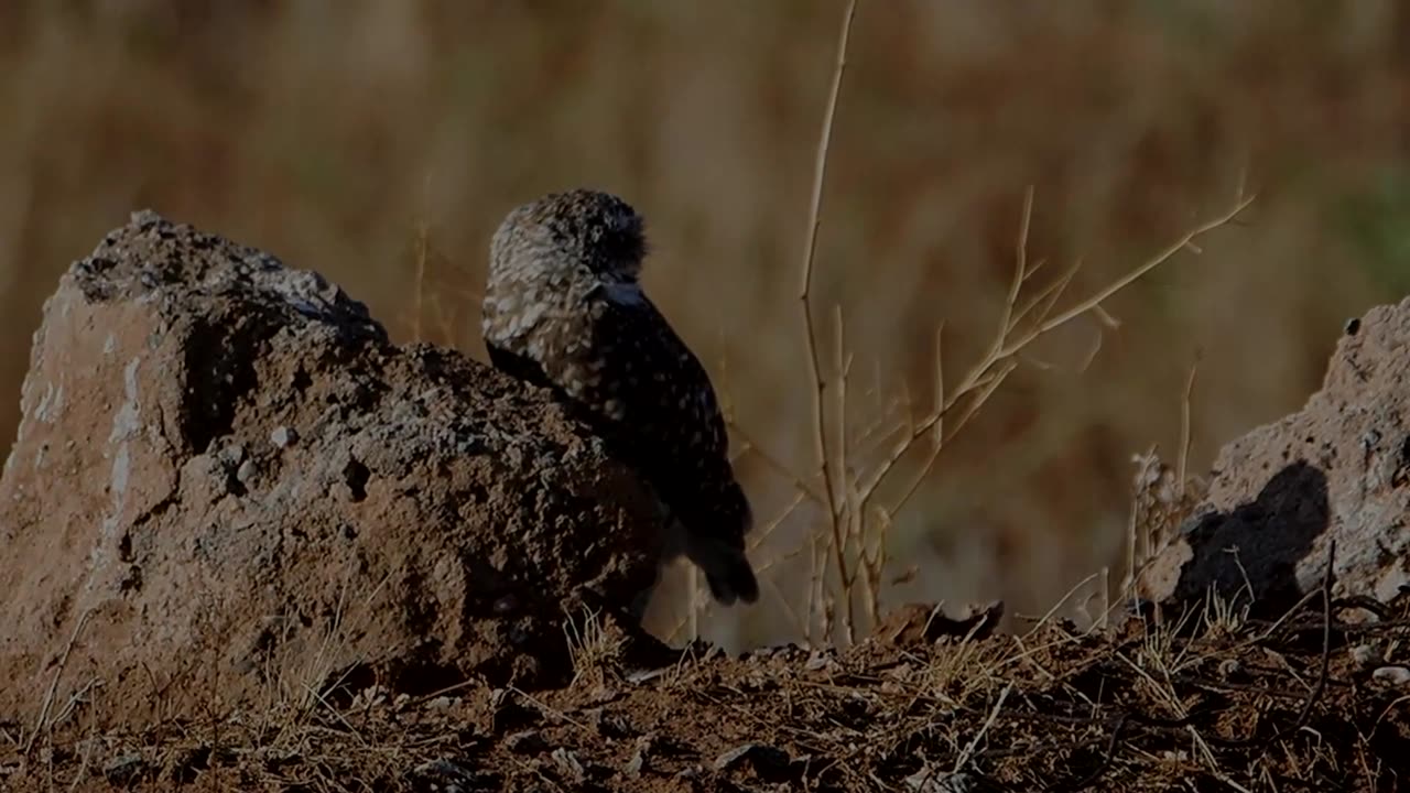 Burrowing Owls