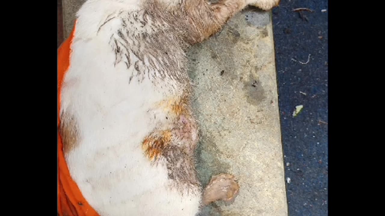 5 cats were dumped in Miraroad #doglover #rescuestraydogs #cat #animals #instastrays