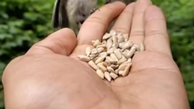 Bird short video relaxing video