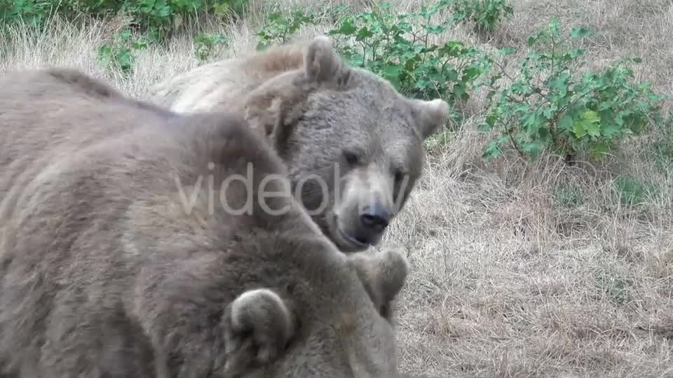 Bears are fighting very scary bears