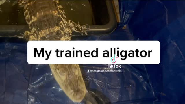 My trained Alligator