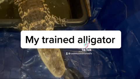 My trained Alligator