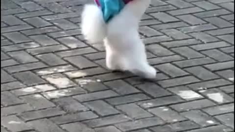 Cute dog carrying school bag