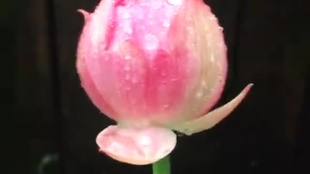 lotus flower in bud