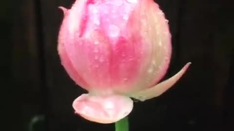 lotus flower in bud