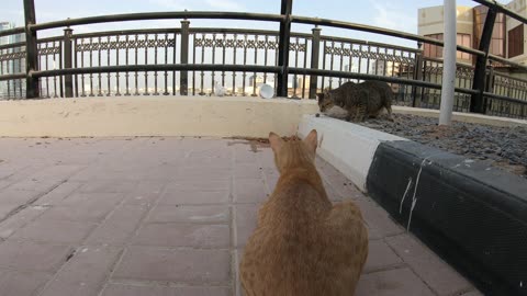 MICHAEL JACKSON & ED SHEERAN - Homeless cats in Ras Al Khaimah, UAE #cat #EdSheeran #MichaelJackson