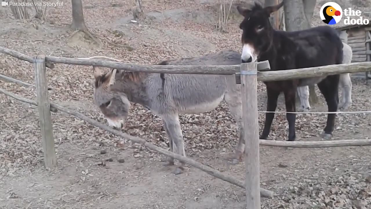 Donkey Knows Exactly How To Get Over This Fence