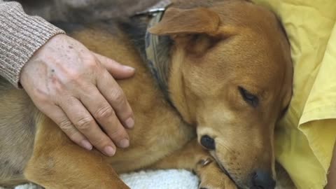 Older Woman Petting Her Dog With Love.