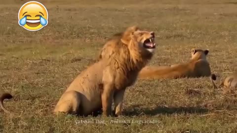 FUNNY ANIMALS IMPOSSIBLE NOT TO LAUGH Funny Animal Videos