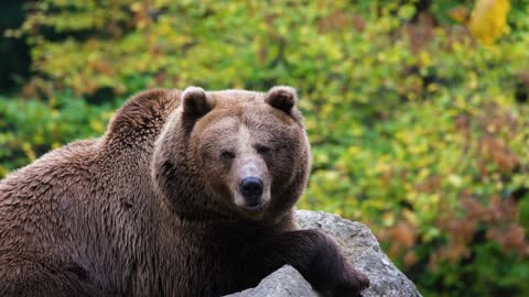 Bear at the zoo