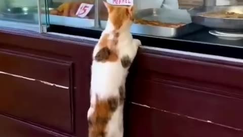 Funny Cat Compilation