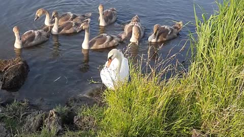 Swans on tne pond.