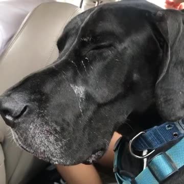 Great Dane Falls Asleep After Hike