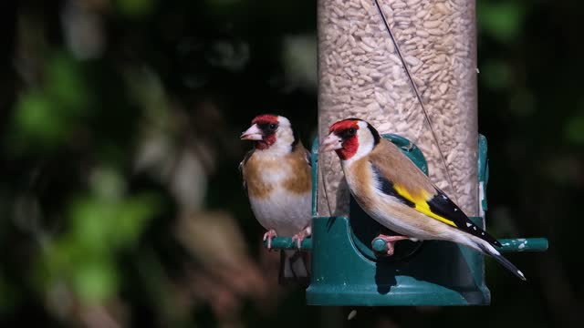 Goldfinch in nature