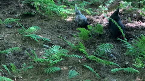 Forest Labyrinth Chickens 2