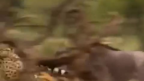 The whole process of a cheetah catching a wildebeest