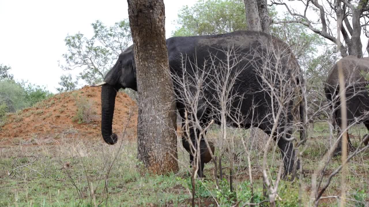 Elephant walking to a tree for scratching his skin to a tree in Kruger National Park South Africa