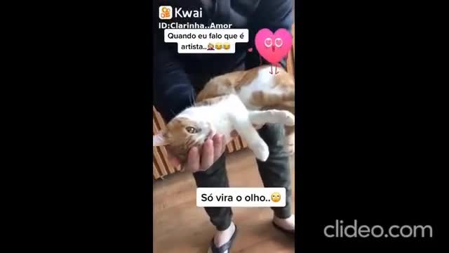 o gato quer lasanha agora (online-video-cutter.com).mp4