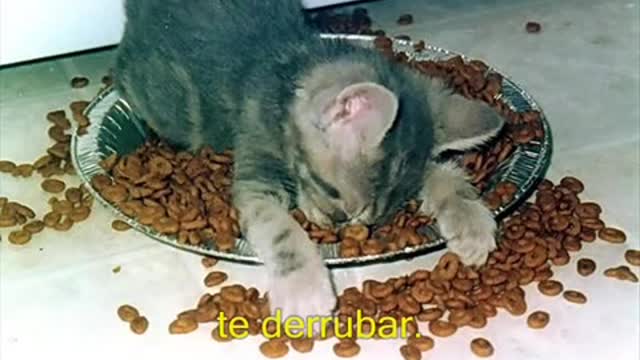 OLHA A DENGUE