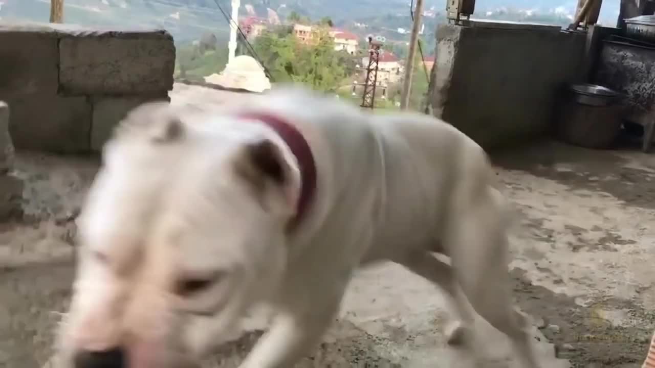 Strongest Dangerous and Fearless Dog