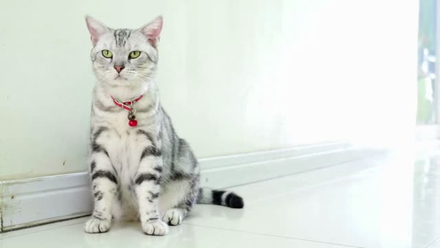 Close up of American shot hair cat