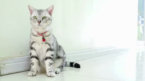 Close up of American shot hair cat