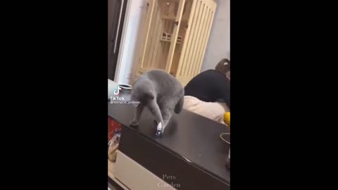 Fun and cat life😚 Videos of cats and their owners and even best friends