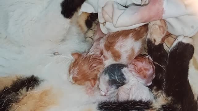 My cat immediately after birth hugs her children