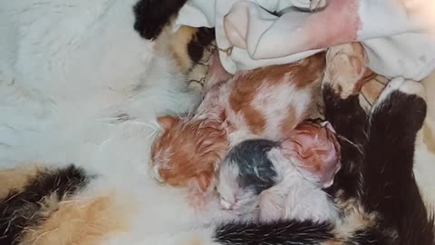 My cat immediately after birth hugs her children