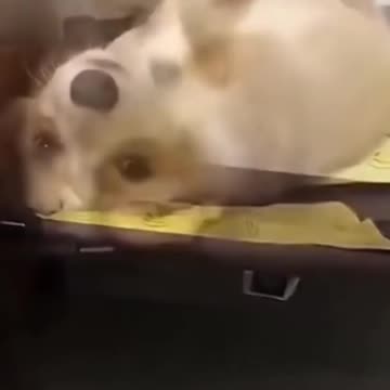 🤣Funny Dog Reactions and Stunts🐕