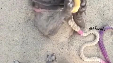Best Funny Animal Videos 2022 😺 Funny Dog Videos 2022 😁 Funniest Dog Videos 😁😇