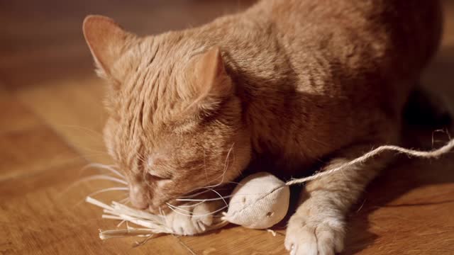 Gatinho brincando olha que amor