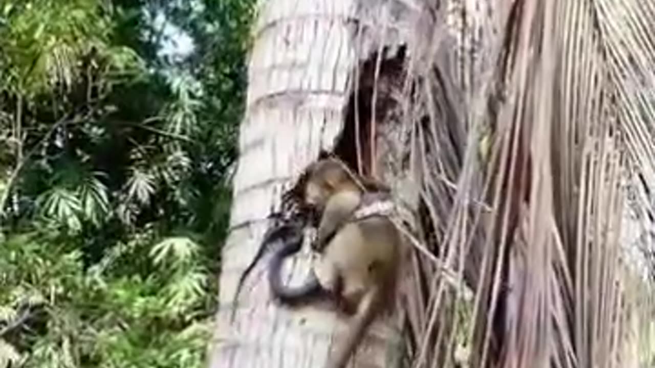 snake vs monkey