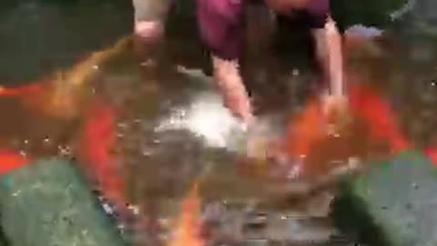 Koi fish pond