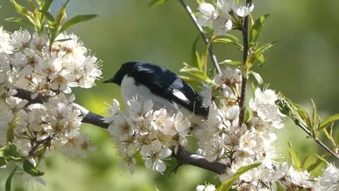 Black-throated Blue Warbler Feeding Video