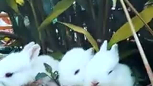 Funny and cute baby rabbit video