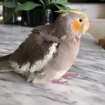 Wonderful singing of a 6-week-old cockatiel