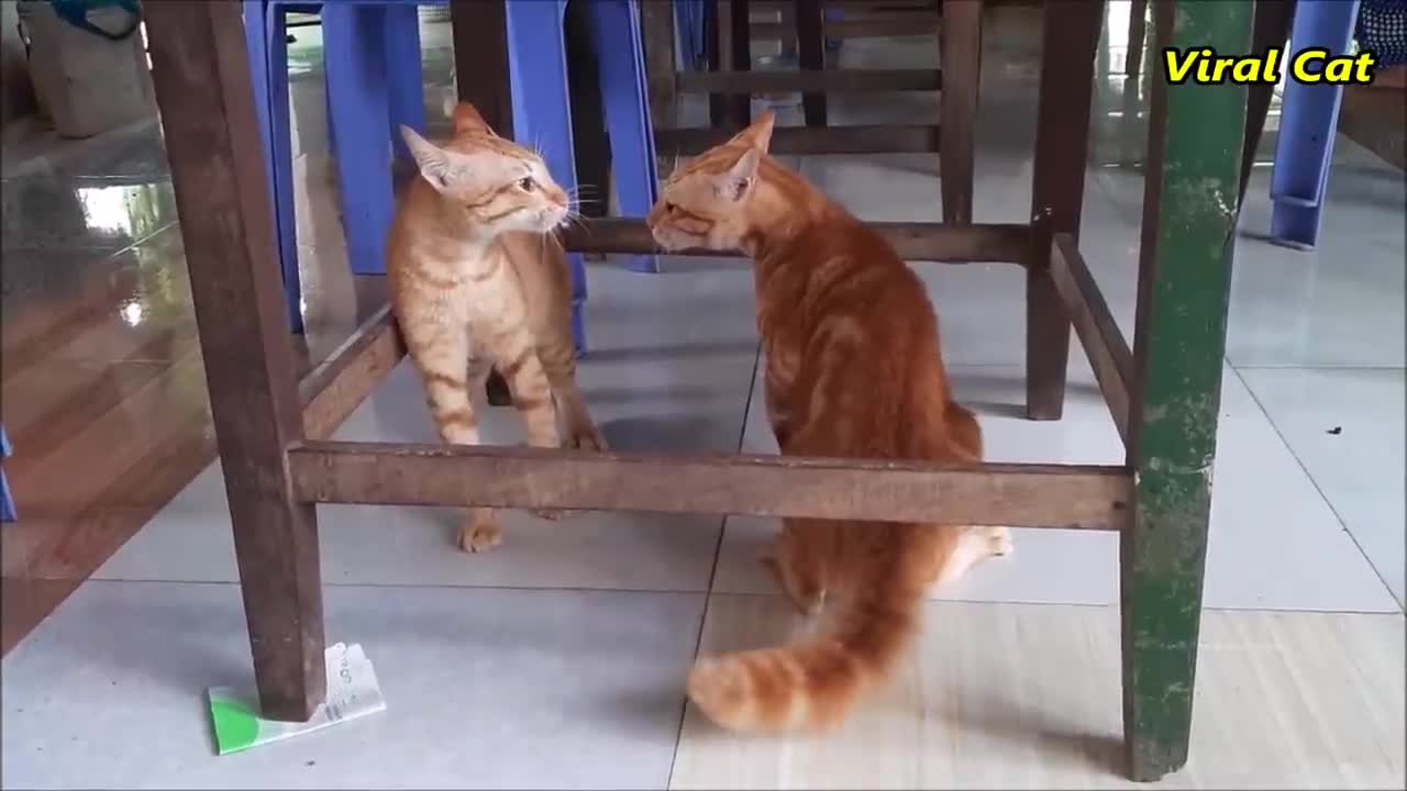 Funny cat's fighting 🤣