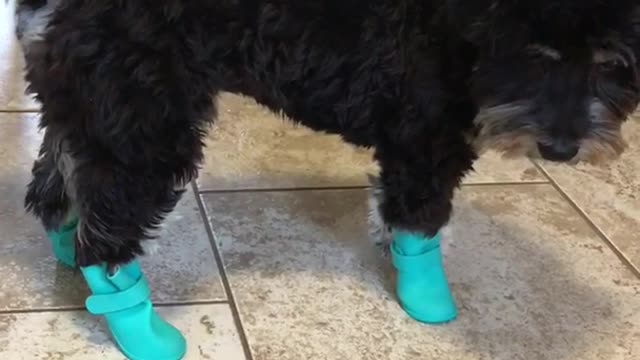 Black dog with blue boots uncomfortable