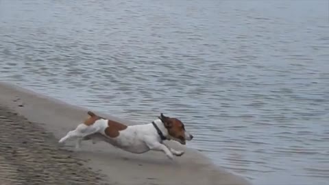 Jack Russell Racing Dive