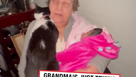 Cat demands all of Grandma's love