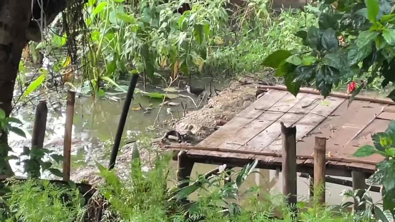 Bird bathing