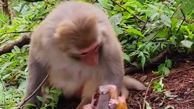 how cute! she's playing with the baby like a human does.