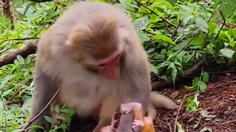 how cute! she's playing with the baby like a human does.