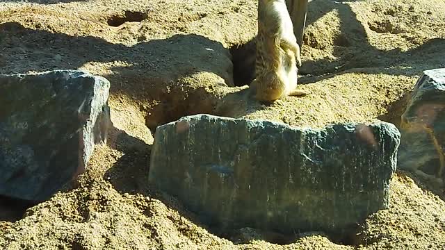 Desert Sentinel Meerkat