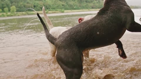 Funny Dogs Playing With Water