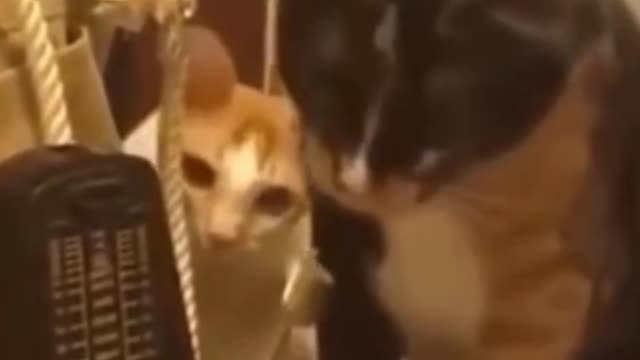 Funny cat plays with a metronome